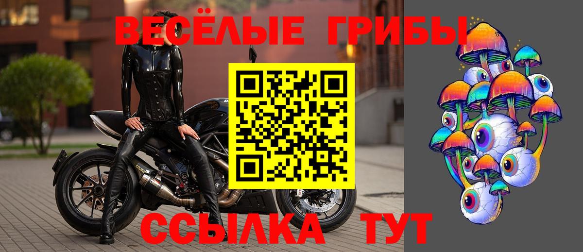 Псилоцибиновые грибы Psilocybine cubensis Протвино